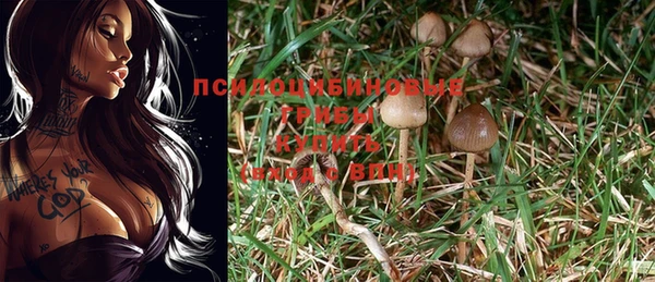 сатива Магас